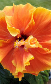 Hibiscus 