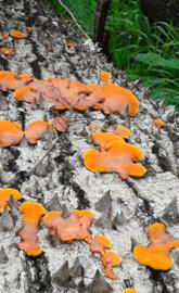 Orange fungus