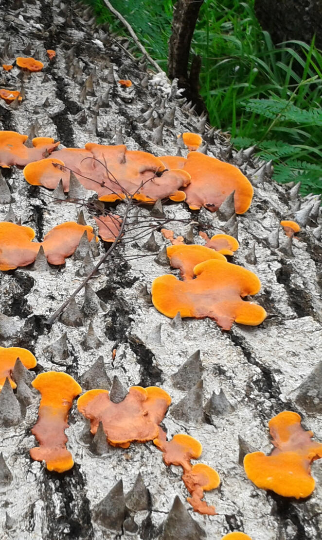 Orange fungus
