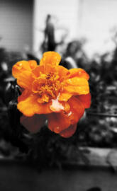 Orange Flower