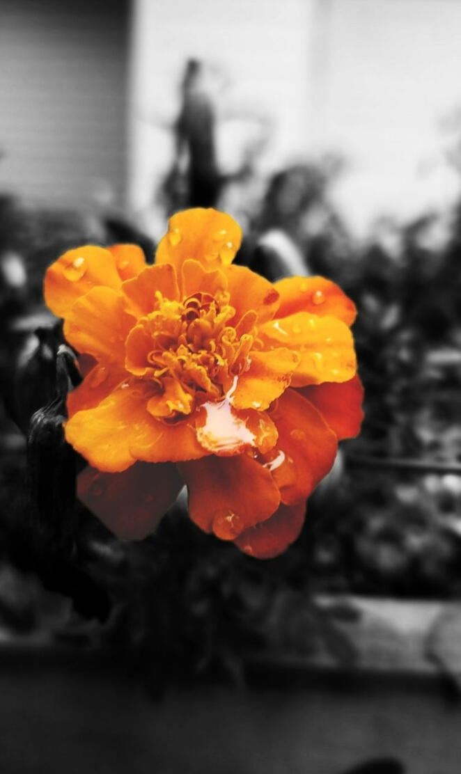Orange Flower
