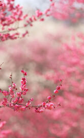 Cherry blossom