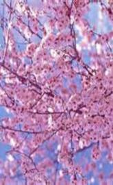 cherry blossoms