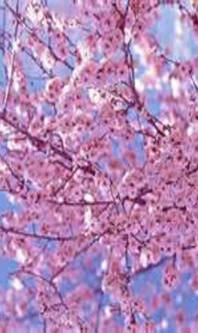 cherry blossoms