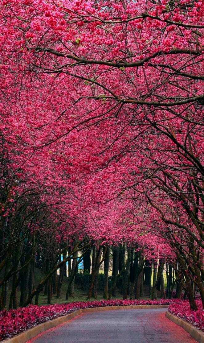 Pink Blossoms