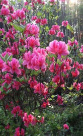 Azalea blossom