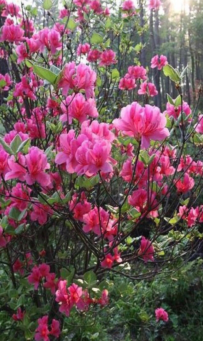 Azalea blossom