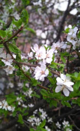 Blossoming trer