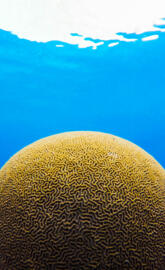 Brain Coral