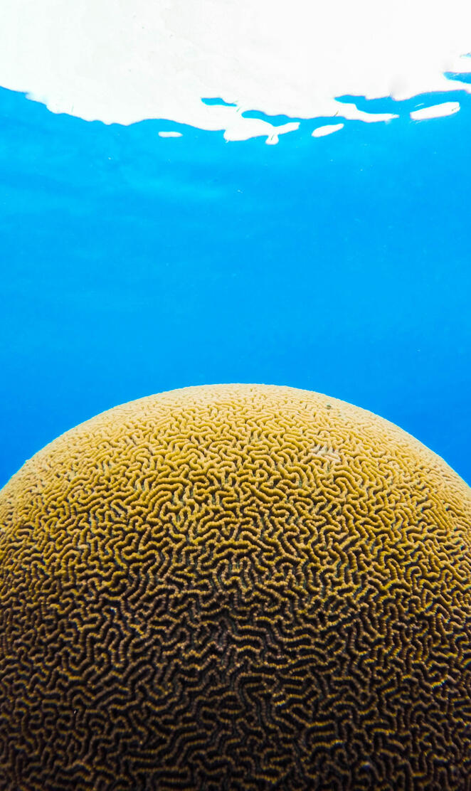 Brain Coral