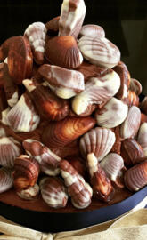 Praline Sea Shells