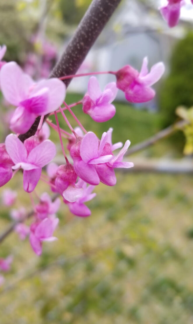 Redbuds