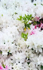 White Azaleas