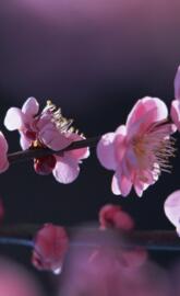 Peach Blossom