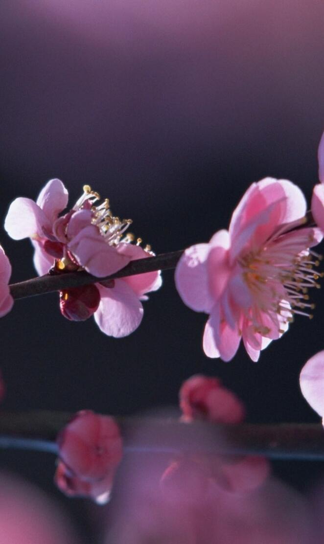 Peach Blossom