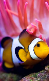 Clownfish
