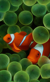 Clownfish