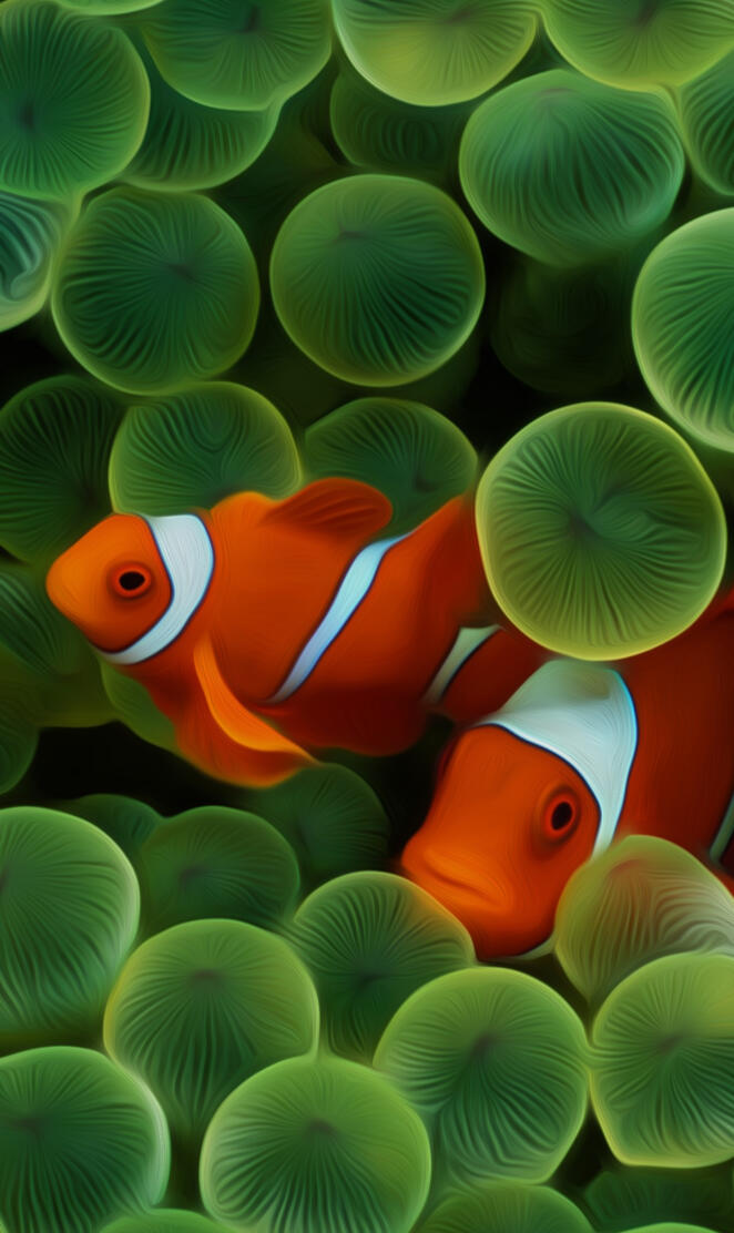 Clownfish