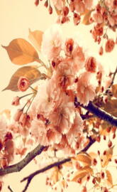 Peach Blossom