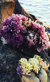 beach flowers