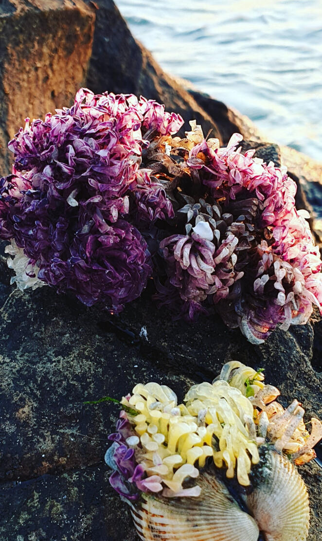 beach flowers