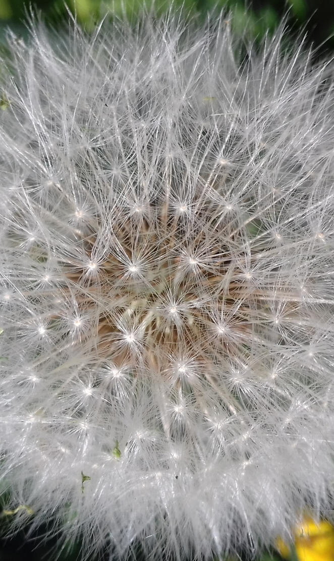 Dandelion