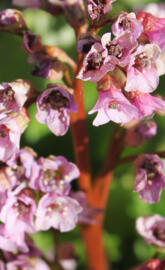 Pink flowers closeup