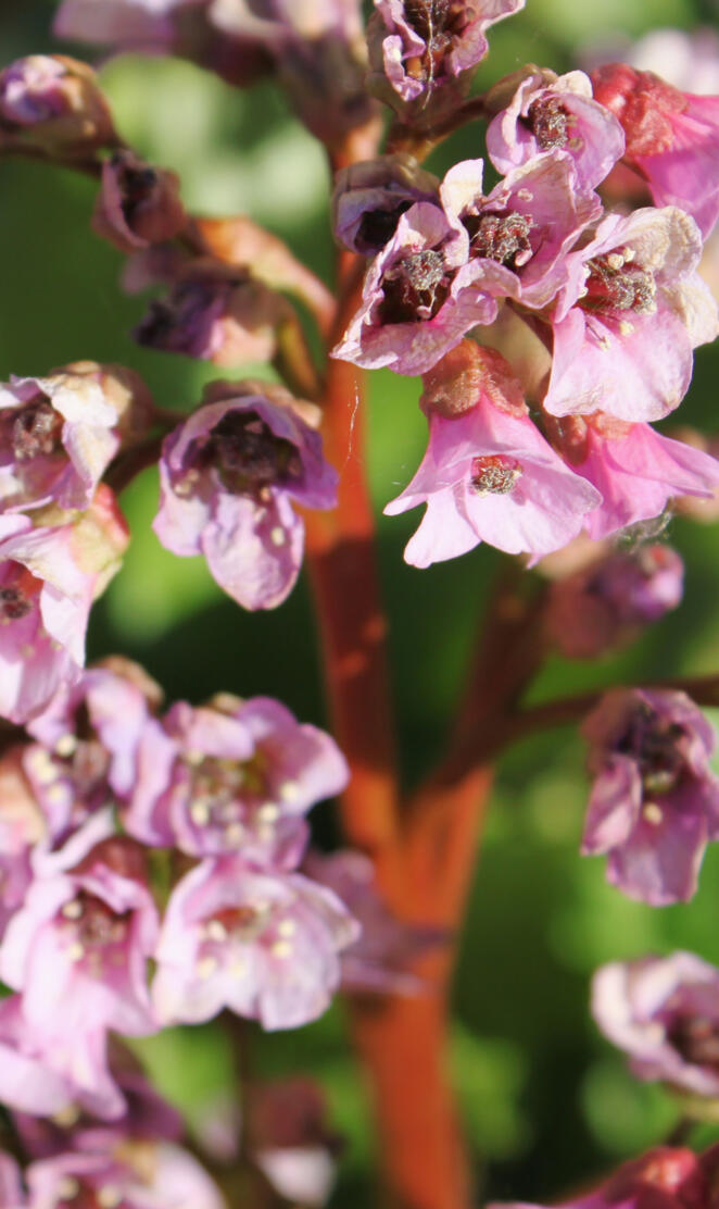 Pink flowers closeup