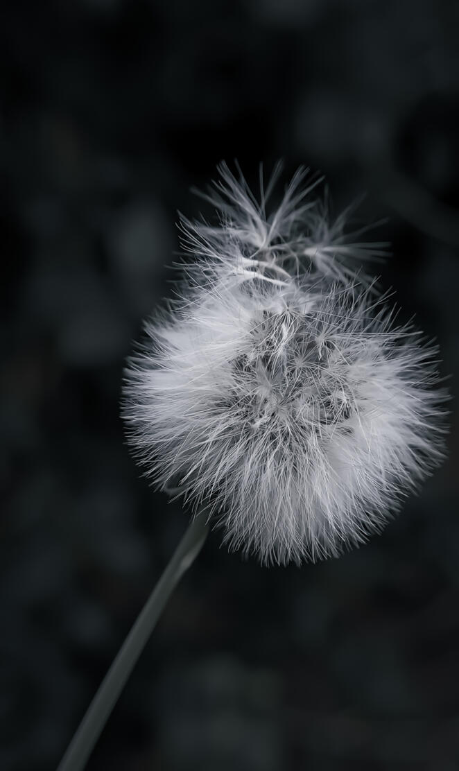 Dandelion