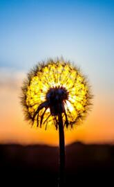 Dandelion at dusk