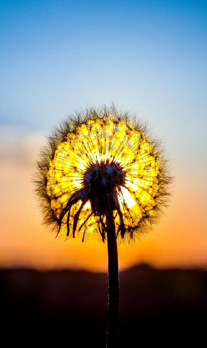 Dandelion at dusk