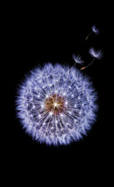 Samsung S9 Wallpaper