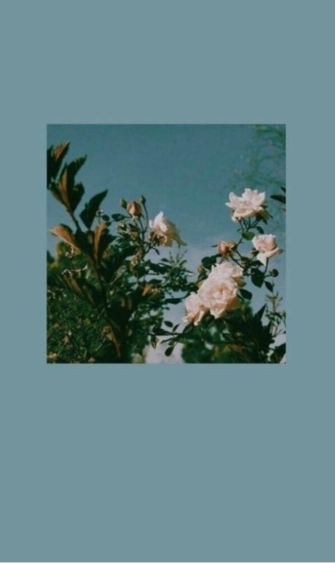 aesthetic blue roses