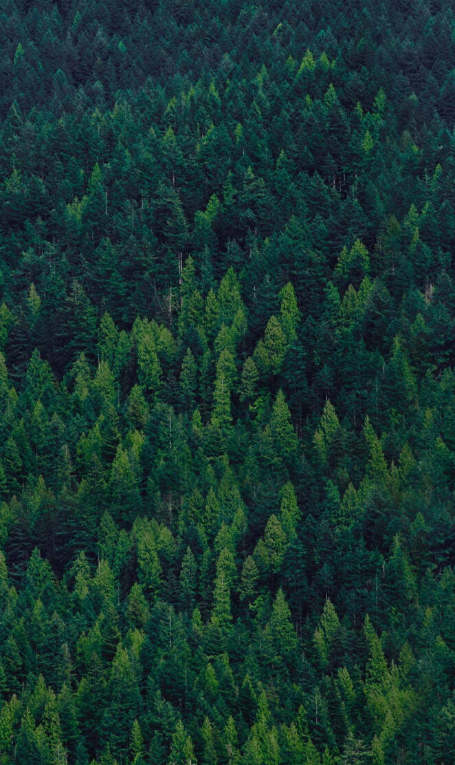 Forest Wallpaper FG