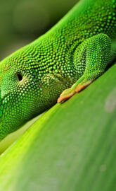 Green Gecko