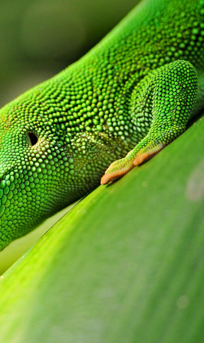 Green Gecko