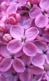 PURPLE LILAC FLOWERS