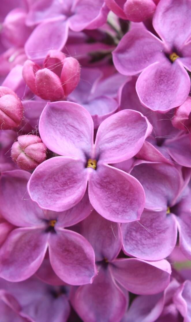 PURPLE LILAC FLOWERS