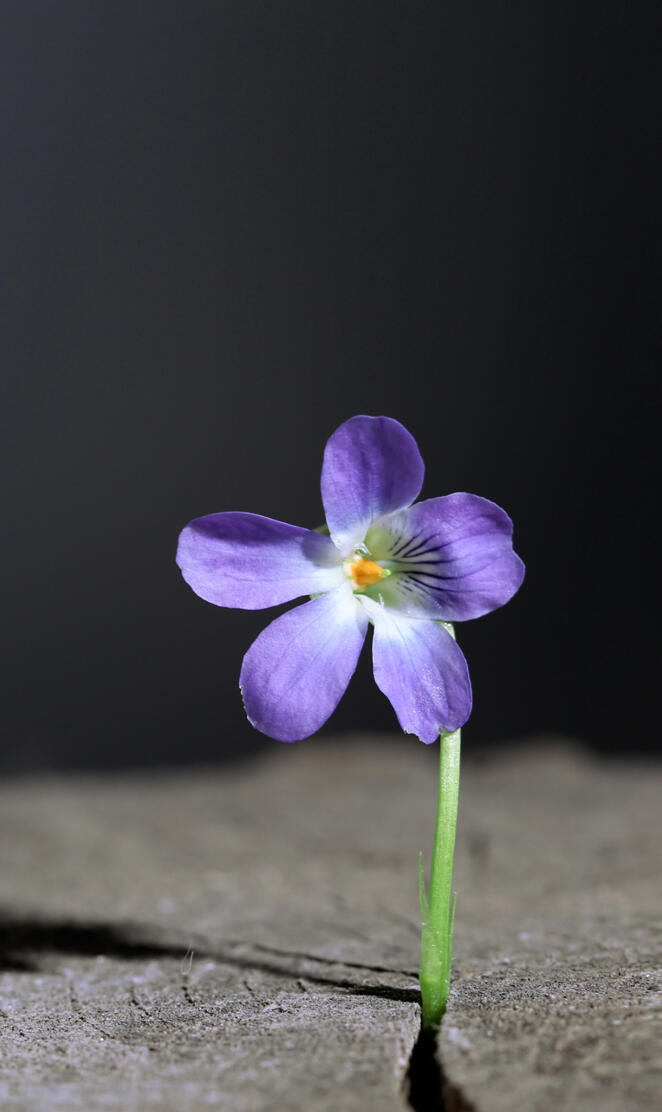 Samsung purpleflower