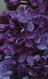 purple lilac flowers