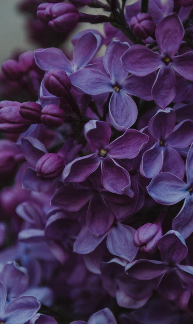 purple lilac flowers