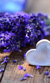 Lavender Love