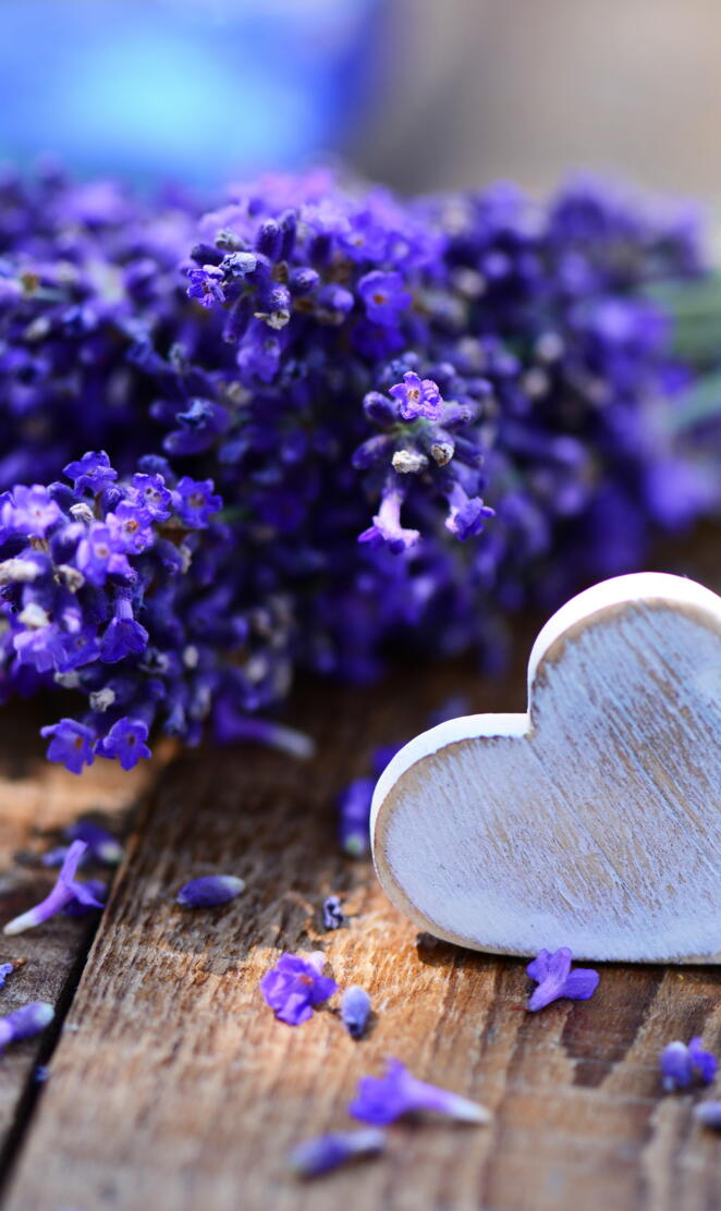 Lavender Love