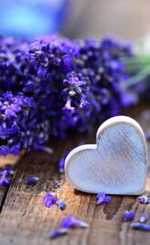 Lavender Love