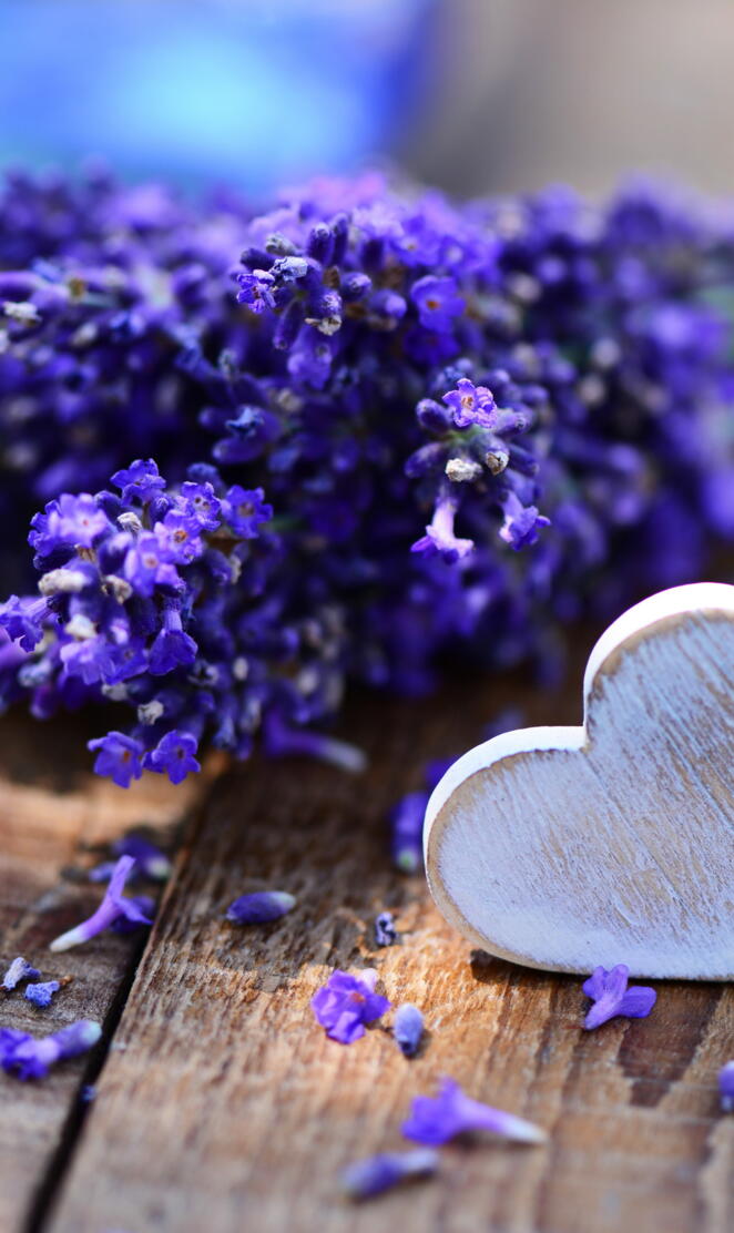 Lavender Love