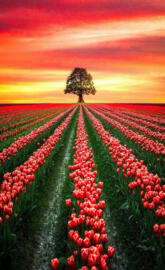 Tulip fields 3