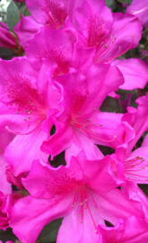 Magenta Azalea