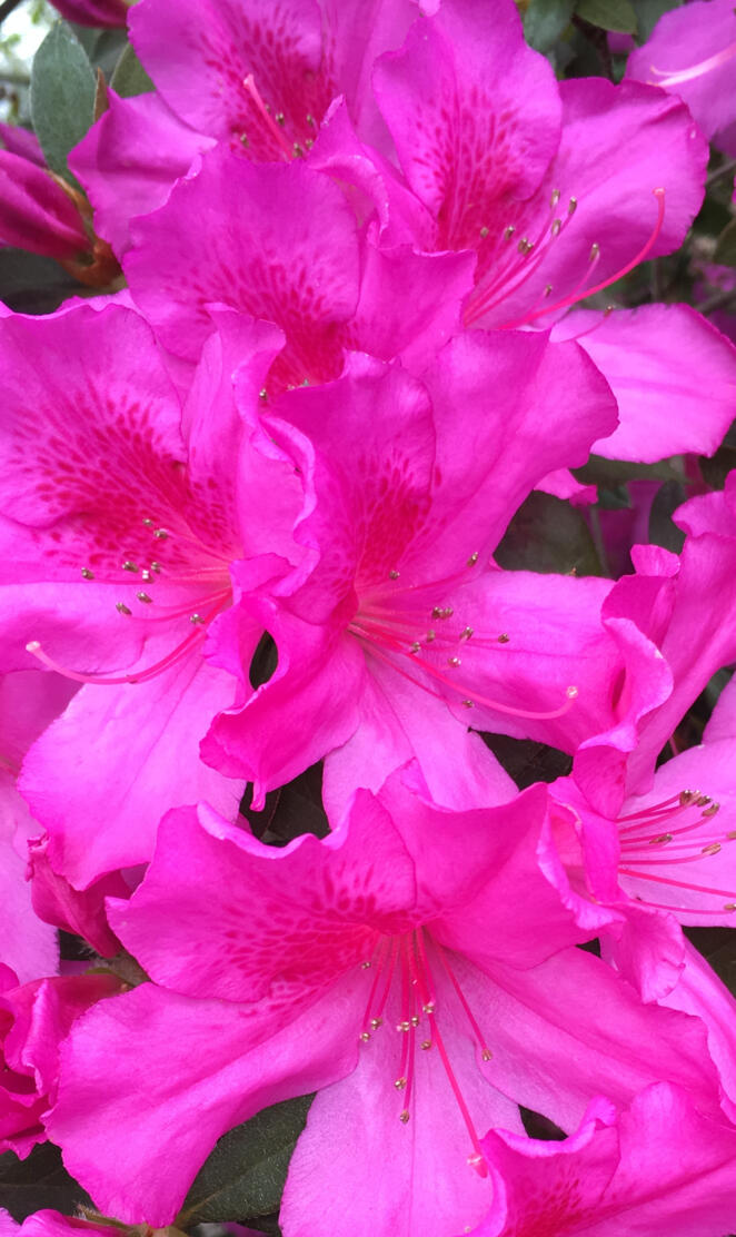 Magenta Azalea