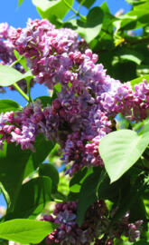 Lilacs
