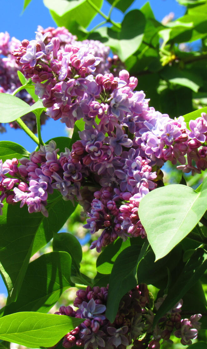 Lilacs